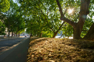 パリの街路樹と朝日の木漏れ日