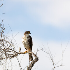 a little sparrowhack perched in a tree