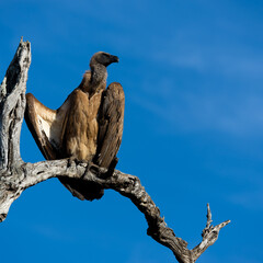 a white backed vulture sunbathing 
