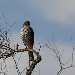 a little sparrowhack perched in a tree
