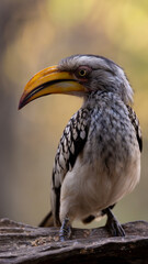 close-up of a yellow billed hornbill