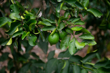 Organic lime plantation in the Peruvian jungle.