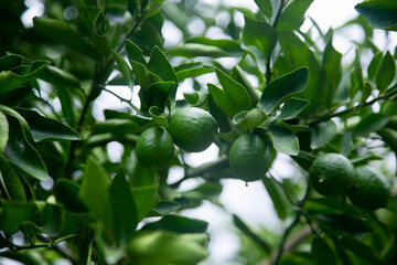 Organic lime plantation in the Peruvian jungle.