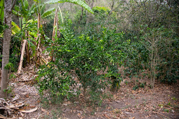 Fototapeta na wymiar Organic lime plantation in the Peruvian jungle.