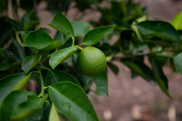 Organic lime plantation in the Peruvian jungle.