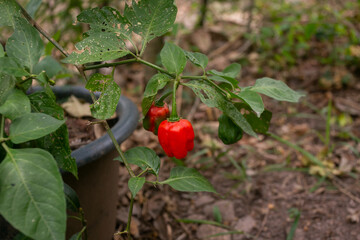 The Rocoto Red is the famous Black Seed Pepper of the Andes. It is a Capsicum Pubescens, known for...