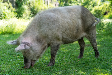 Large pig on free grazing in a meadow in summer