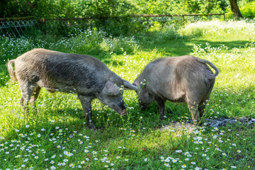 Two large pigs on free grazing in a meadow in summer