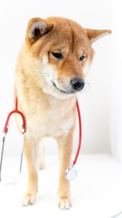 a dog with a stethoscope at a veterinarian's appointment