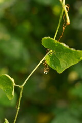 Water drop on leaves