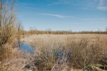 Tranquil outdoor scene of a pond surrounded by lush grass and brown reeds