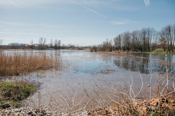 Tranquil outdoor scene of a pond surrounded by lush grass and brown reeds
