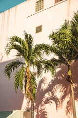 Vertical shot of tall palm trees in front of an ornate pink building