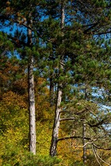 Fototapeta premium Vertical of tall tree with the yellow forest in the background on a sunny autumn day