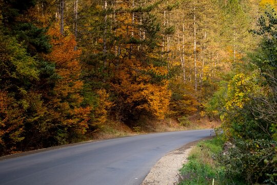 Empty countryside road surrounded by the colorful autumn trees of the dense forest