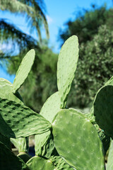 Tropical green cactus in Calabria. Close up cacti plant on palm background