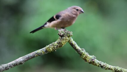 Video of a young Juvenile Eurasian Bullfinch (Pyrrhula pyrrhula) on a branch with a green foliage background. Yorkshire, UK