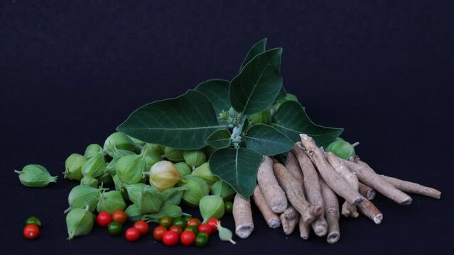 Ashwagandha Dry Root Medicinal Herb with Fresh Leaves, also known as Withania Somnifera, Ashwagandha, Indian Ginseng, Poison Gooseberry, or Winter Cherry.