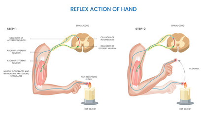 Hand reflex action,  Involuntary, quick response to sensory stimulus for protection or coordination - obrazy, fototapety, plakaty