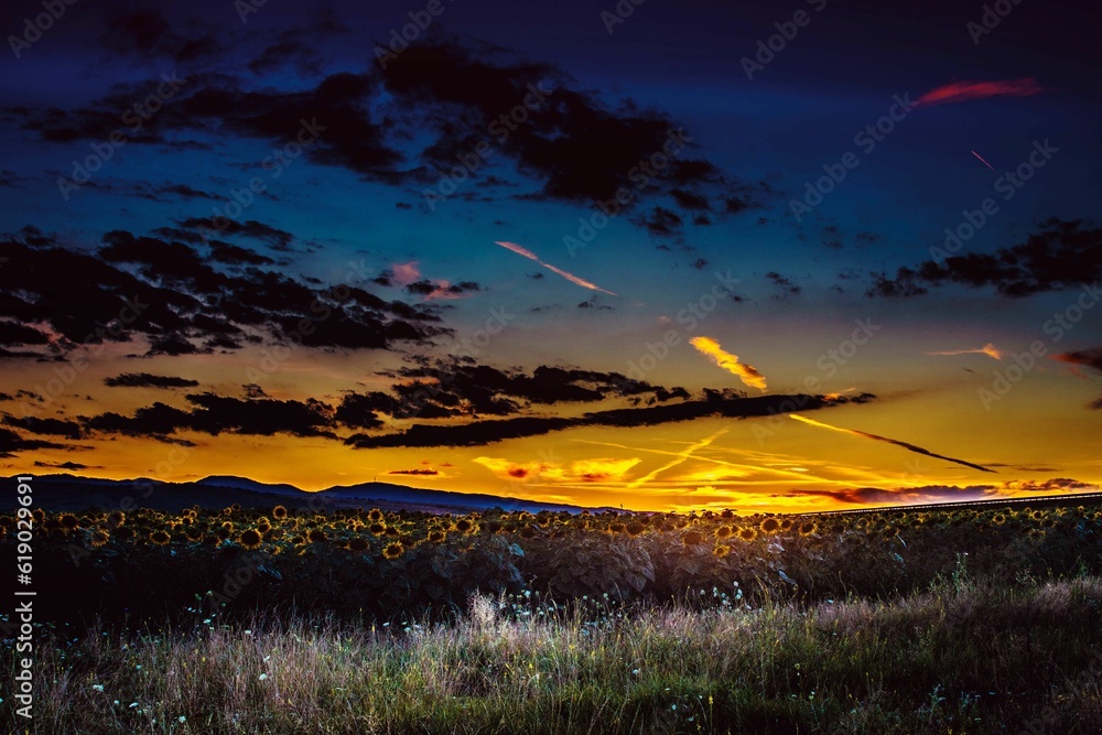 Poster landscape of a summer sunset in the sunflower field, romania