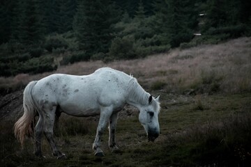 Obraz premium Elegant white horse grazing on a lush field in the evening