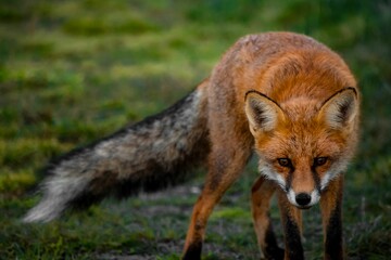 Beautiful shot of a sneaky orange fox walking around on a grassy meadow