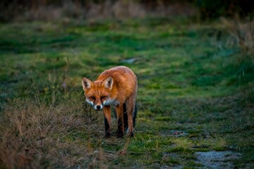 Beautiful shot of a sneaky orange fox walking around on a grassy meadow