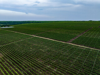 aerial view of group of runners running in vineyards during sunset