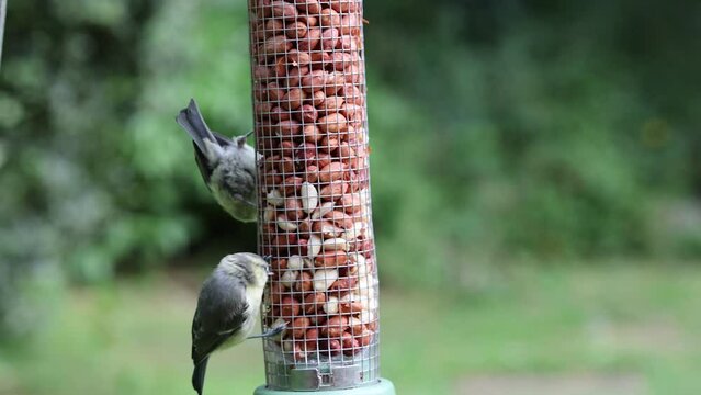 Video clip of multiple Blue tits (Cyanistes caeruleus), including young juveniles, feeding at a peanut bird feeder in a garden. natural green background - Yorkshire, UK. July
