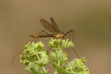 Female crane fly Nephrotoma scurra , family Tipulidae on flowers of Lady's Mantle (Alchemilla), Rose family (Rosaceae). Dutch garden, June.                               