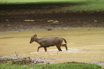 Sambar deer behavior in conservation