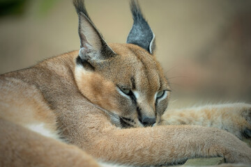 closeup caracal