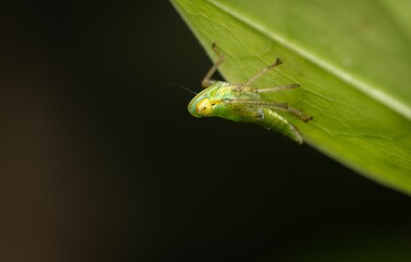 A close-up of a Fieberiella insect on a green leaf