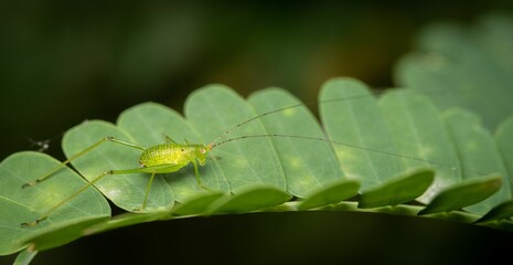 A closeup shot of a Phaneropterinae on a green leaf