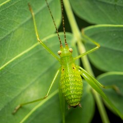 A closeup shot of a Phaneropterinae on a green leaf