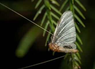 Obraz premium Macro shot of a Mayfly perched on a leaf