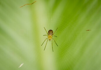 Closeup shot of a small spider on its own web