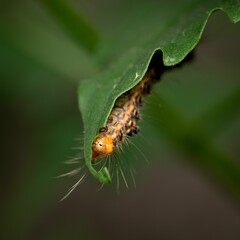 Close-up photo of a caterpillar eating a green leaf
