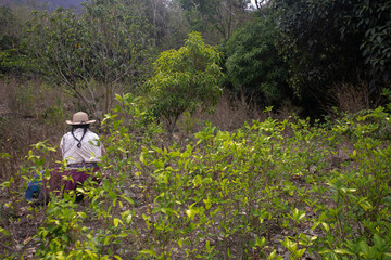 Organic plantation of coca plants in the Peruvian jungle. Farmer collecting coca leaves. 