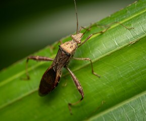 A closeup shot of a Rice ear bug