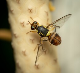 A closeup shot of a Bactrocera dorsalis