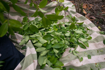 Organic plantation of coca plants in the Peruvian jungle. Farmer collecting coca leaves. 