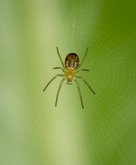 a spider in a web on a plant with leaves in the background