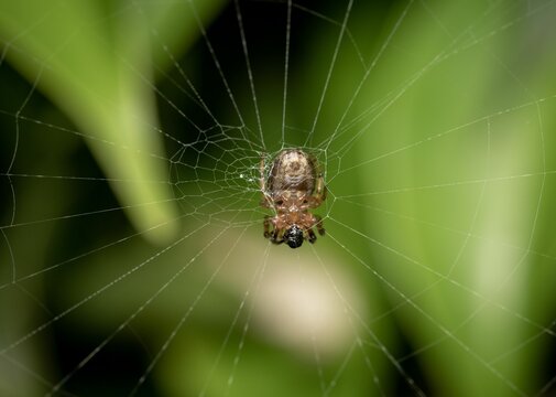High-resolution close-up image of a Neoscona arabesca spider