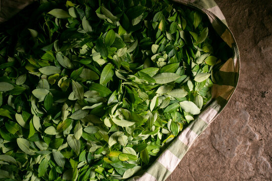 Organic plantation of coca plants in the Peruvian jungle. Farmer collecting coca leaves. 