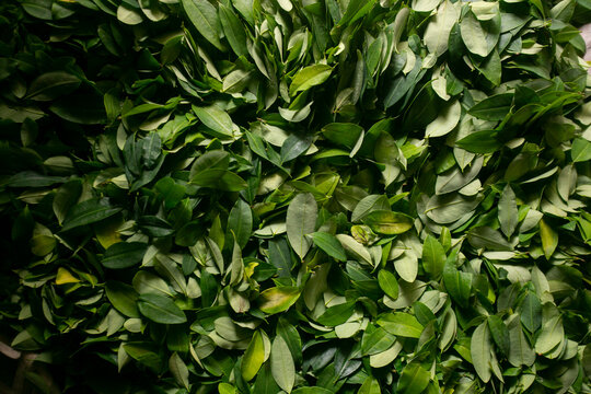 Organic plantation of coca plants in the Peruvian jungle. Farmer collecting coca leaves. 