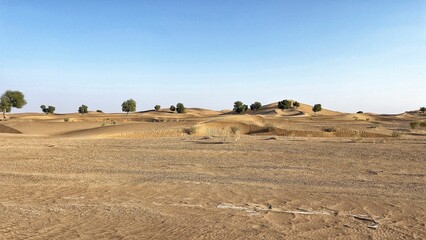 Scenic view of green trees in desert dunes on a sunny day