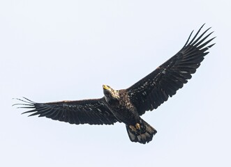Fototapeta premium Closeup of an eagle in flight