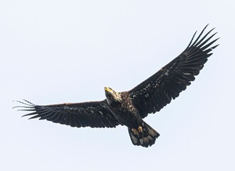 Closeup of an eagle in flight