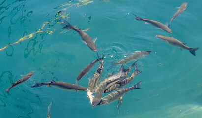Fish eating in the crystal clear waters of Puerto de Mog&aacute;n, Gran Canaria, Spain